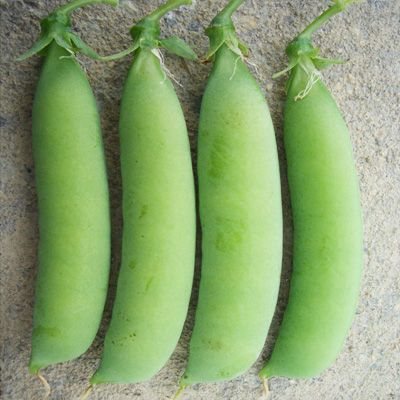  p>属早熟半无叶型豌豆,生育期85-90天.