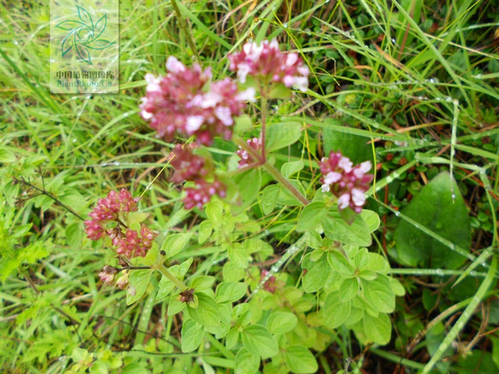 micromeria formosana