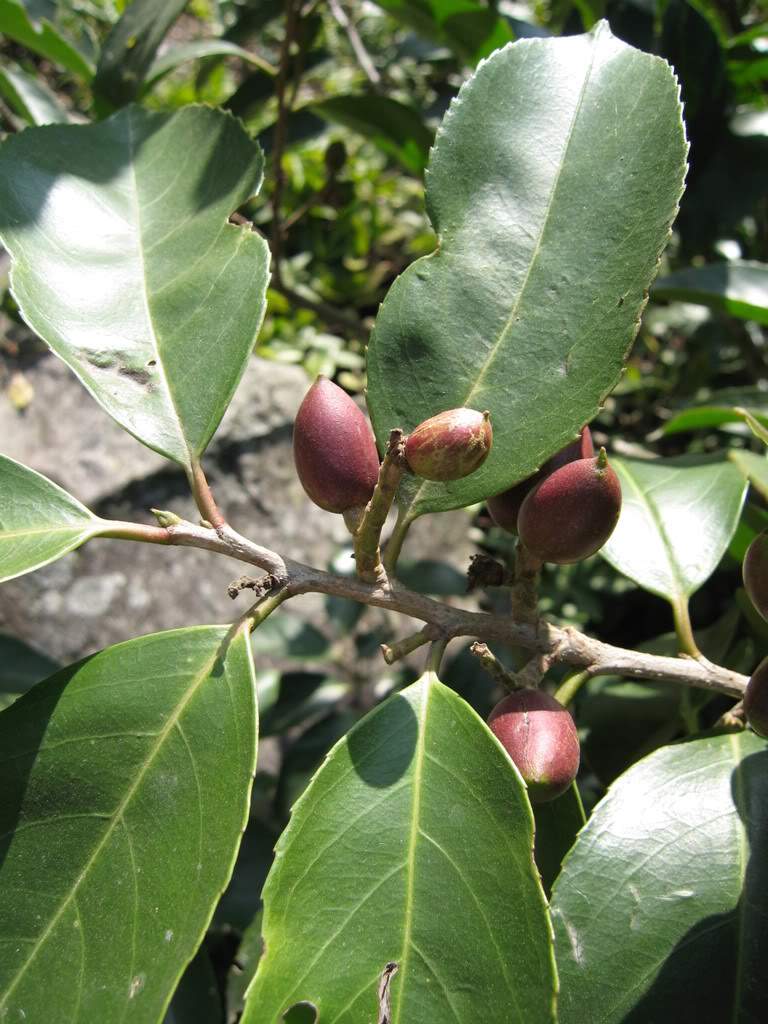  p>毛背桂樱( a href="#" data-lemmaid="8074290">学名 /a>:lauro