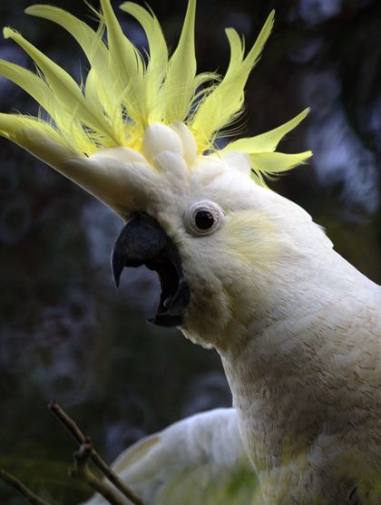 sulphur-crested cockatoo