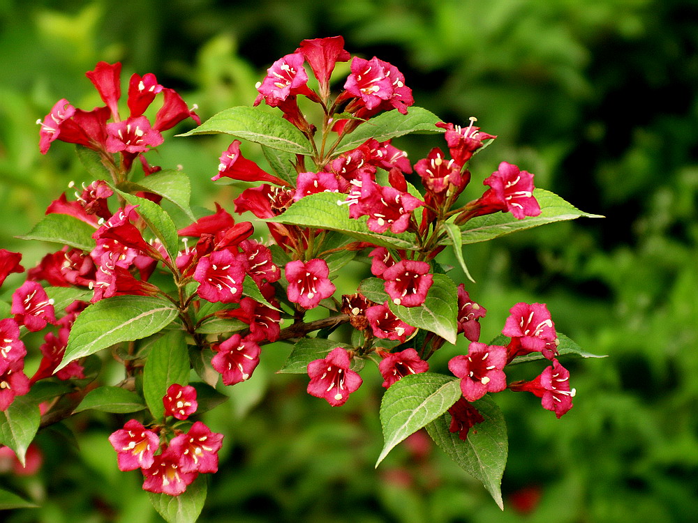  p>日本锦带花( i>weigela japonica /i> thunb.
