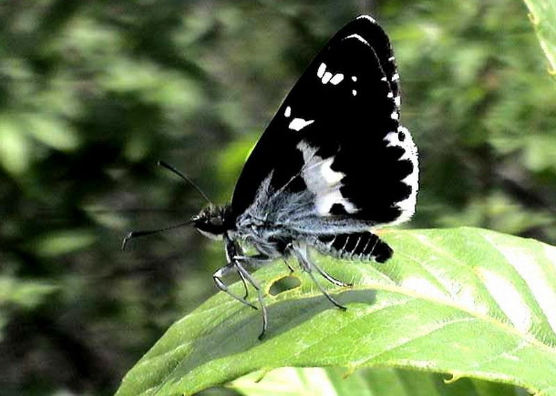  p>中华谷弄蝶,又称中华褐弄蝶,是鳞翅目 a>弄蝶科 /a>的昆虫.