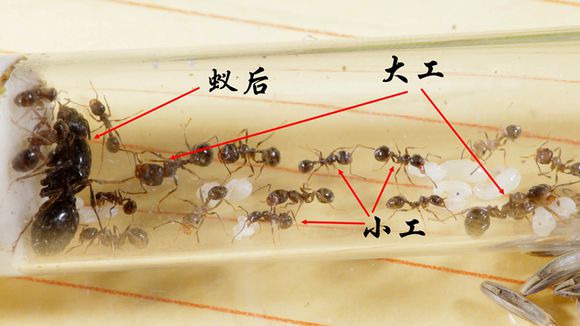 工匠收获蚁