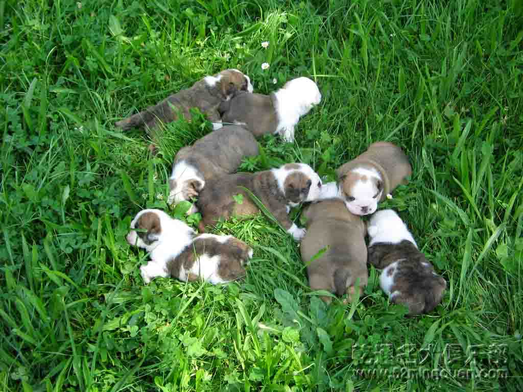 英国斗牛犬bulldog