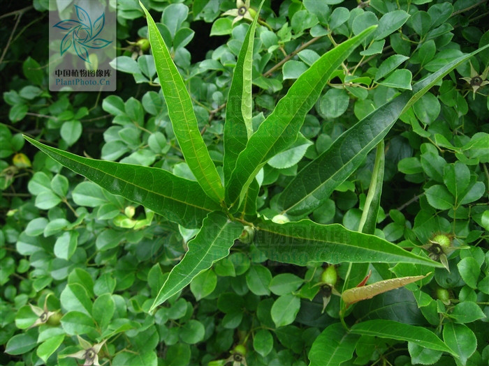  p>纸叶榕(学名:ficus chartacea)为桑科榕属的植物.