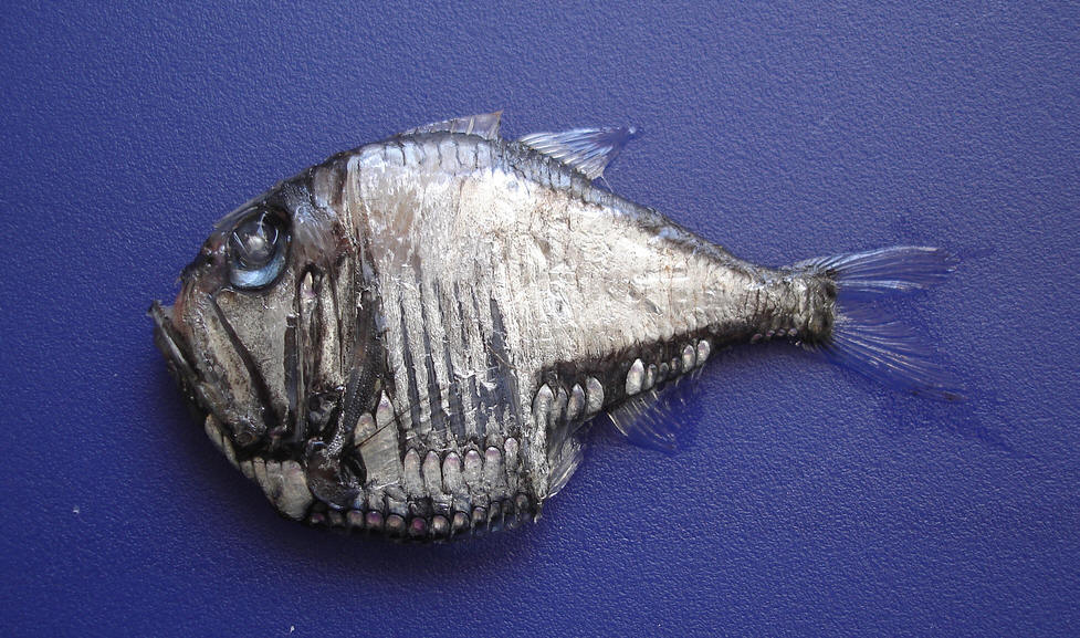 hatchetfish