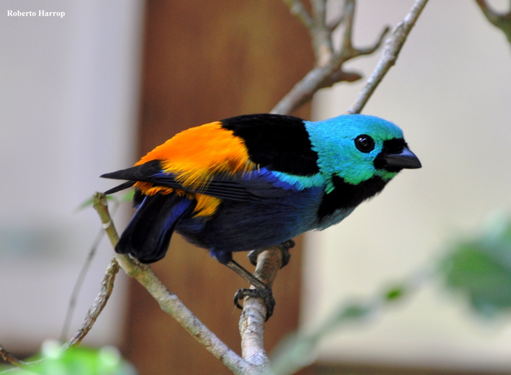  p>七彩唐加拉雀(学名: i>tangara fastuosa /i>)长约13.5厘米.