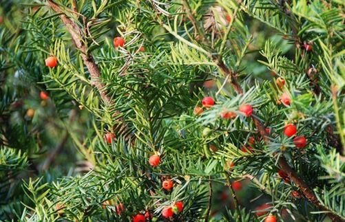  p>矮紫杉(学名: i>taxus cuspidata  /i>var.  i>nana /i> rehd.