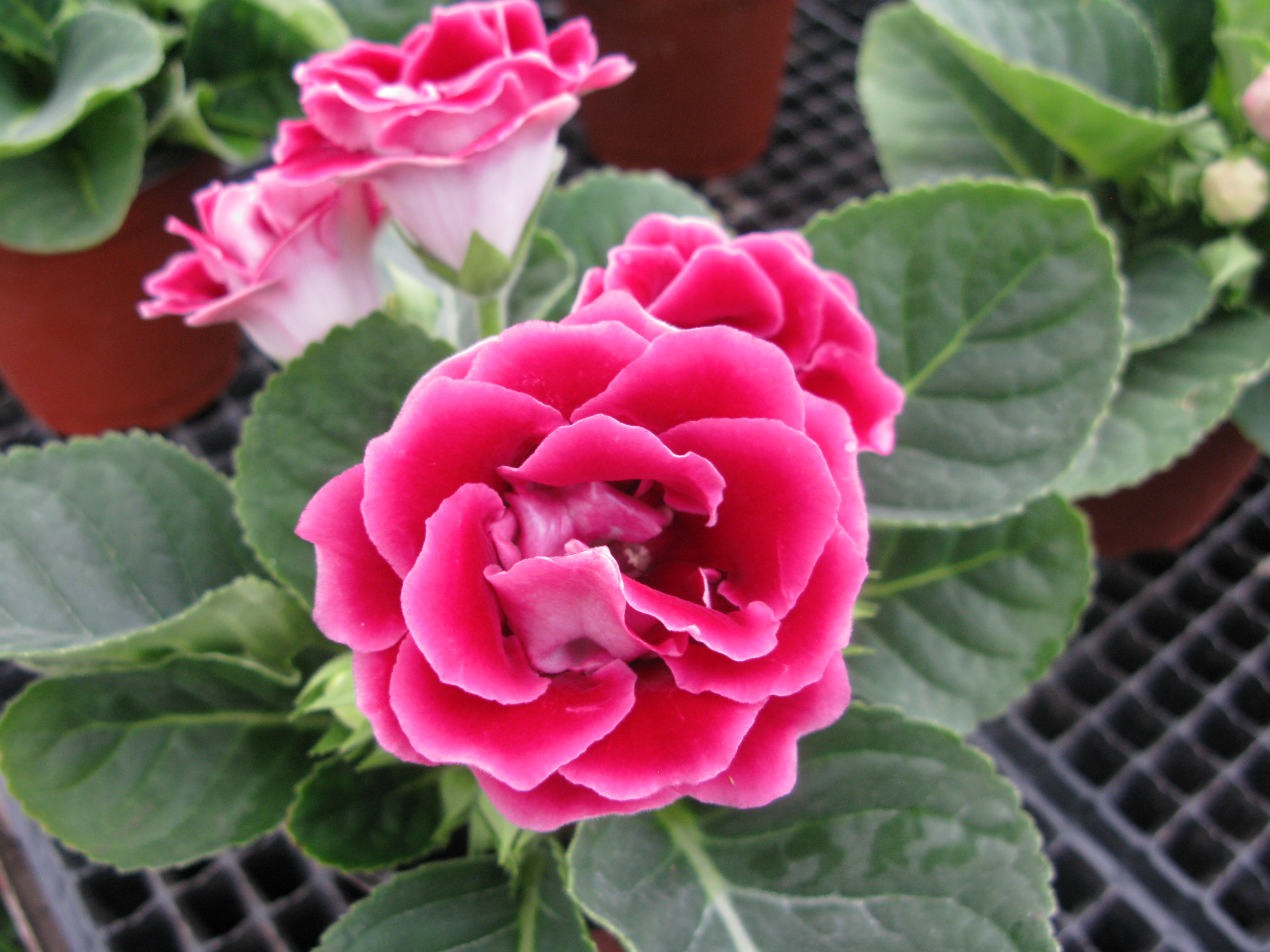  p>大岩桐(学名: i>sinningia /i>  i>speciosa /i>  (lodd.