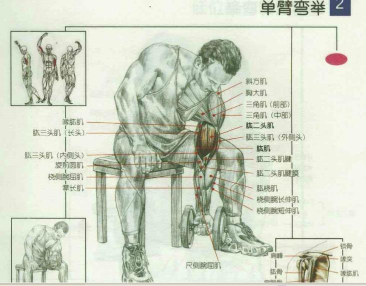  p>肱二头肌(musculus biceps brachii)位于 a href="#" data-lemmaid