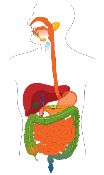 吸收（生物学术语）_百度百科