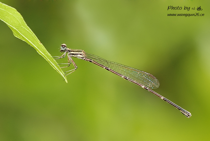  p>原蟌科 protoneuridae tillyard, 1917 拉丁名protoneuridae till