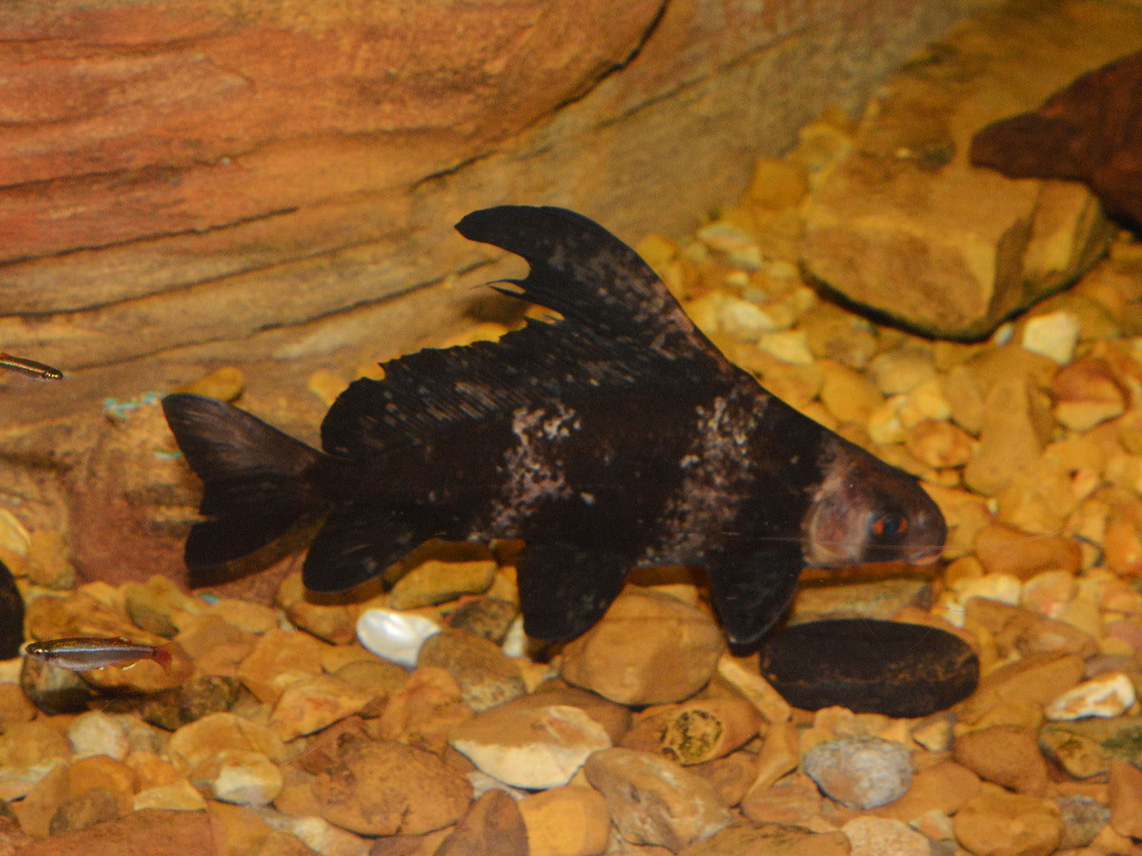  p>胭脂鱼(学名: i>myxocyprinus asiaticus /i>)是胭脂鱼科,胭脂鱼属