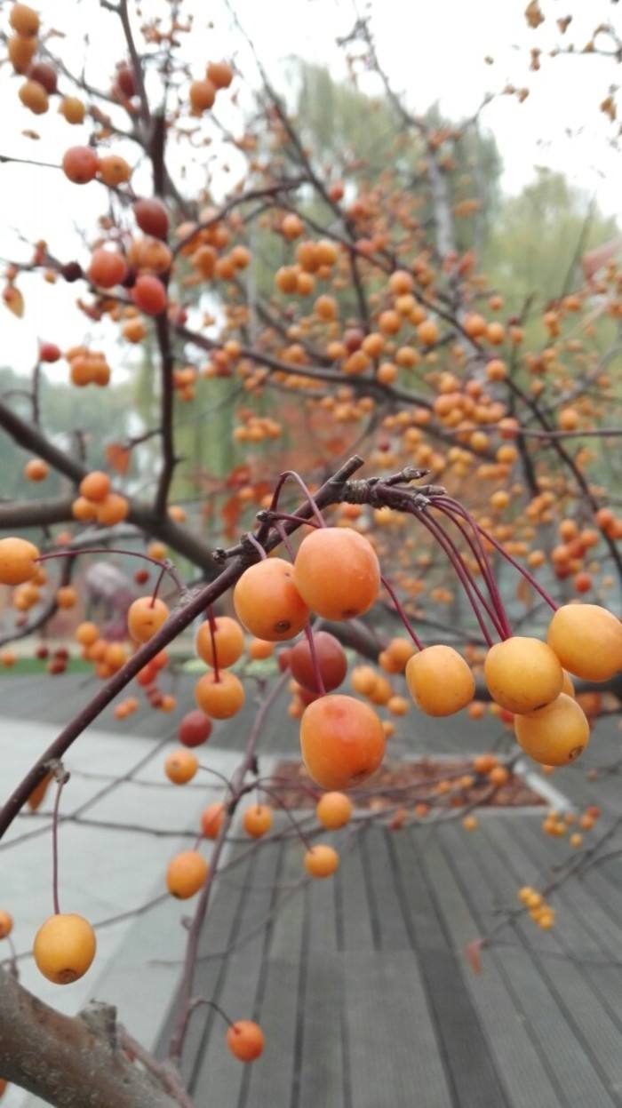  p>赤水野海棠,别名:小猫子草,拉丁文名:bredia esquirolii (levl.