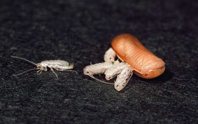  p>蟑螂卵是在雌雄 a target="_blank" href="