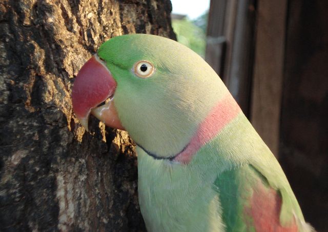  p>亚历山大鹦鹉老挝亚种(学名: i>psittacula eupatria siamensis /i