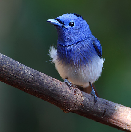 雄鸟除腹和尾下覆羽白色外,通体包括两翅和尾表面几全为青蓝色,头顶天