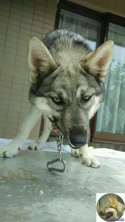 杂交狼狼混血串种狼