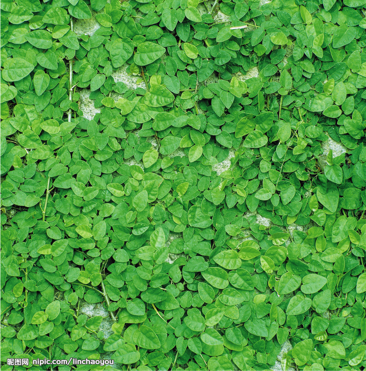  p>有缠绕茎和攀缘茎的植物统称为 a target="_blank" href="/item/藤