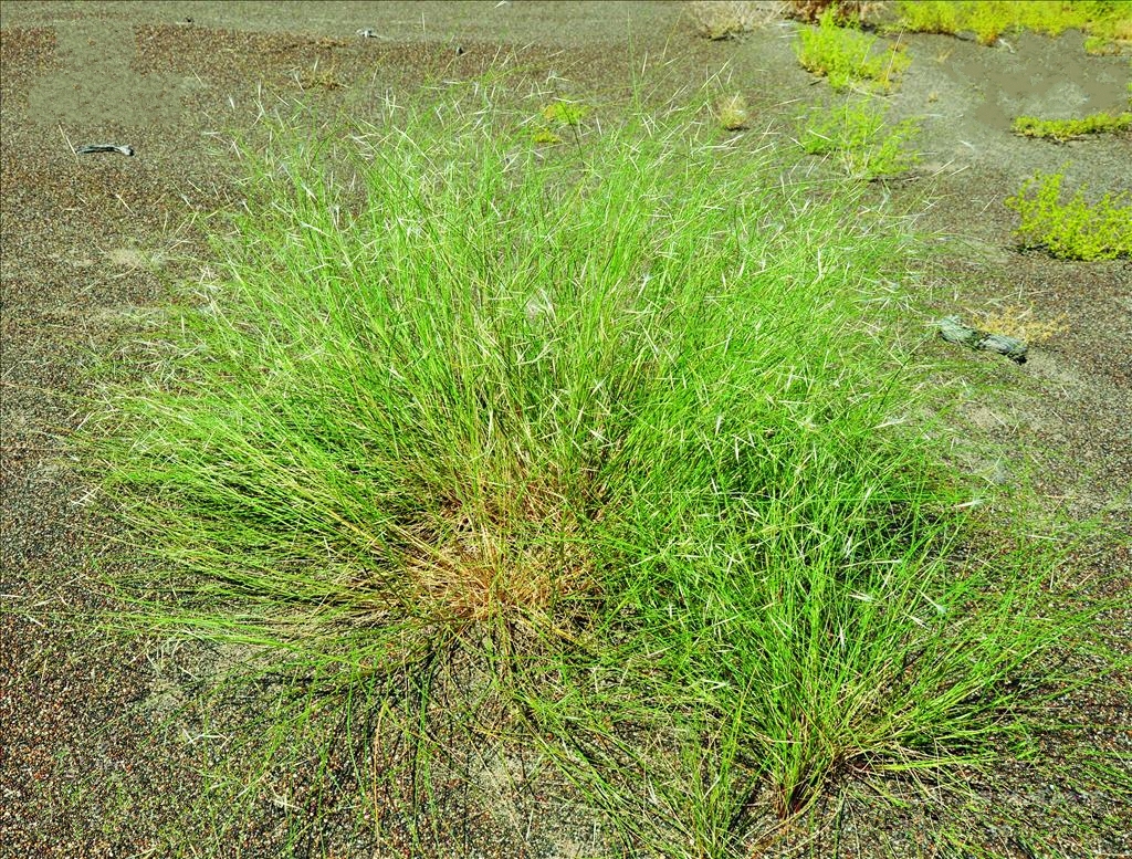  p>羽毛三芒草(学名: i>aristida pennata /i> trin.