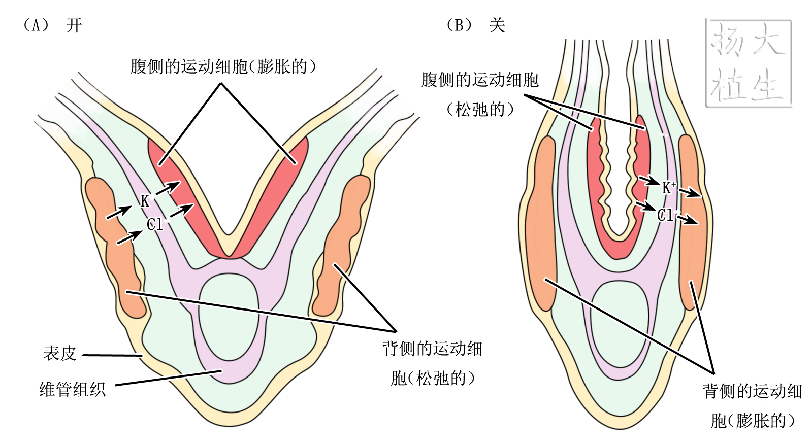 形态建成(morphogenesis)