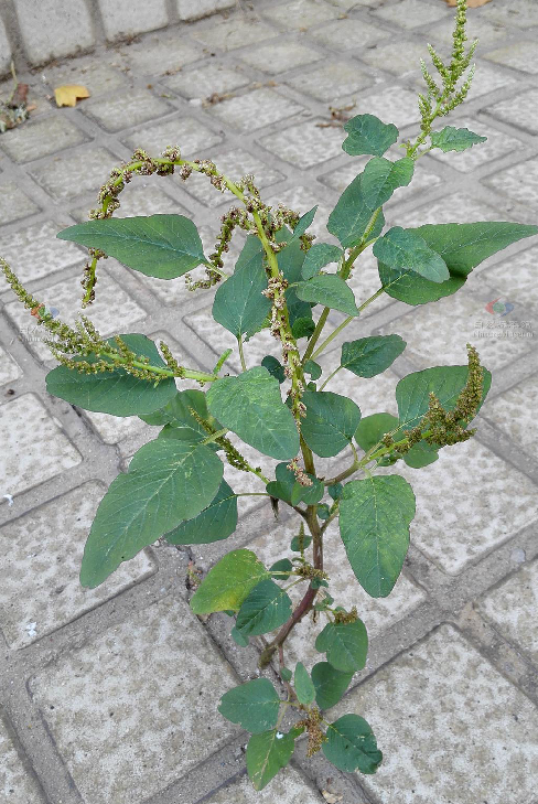 amaranthus albus l.