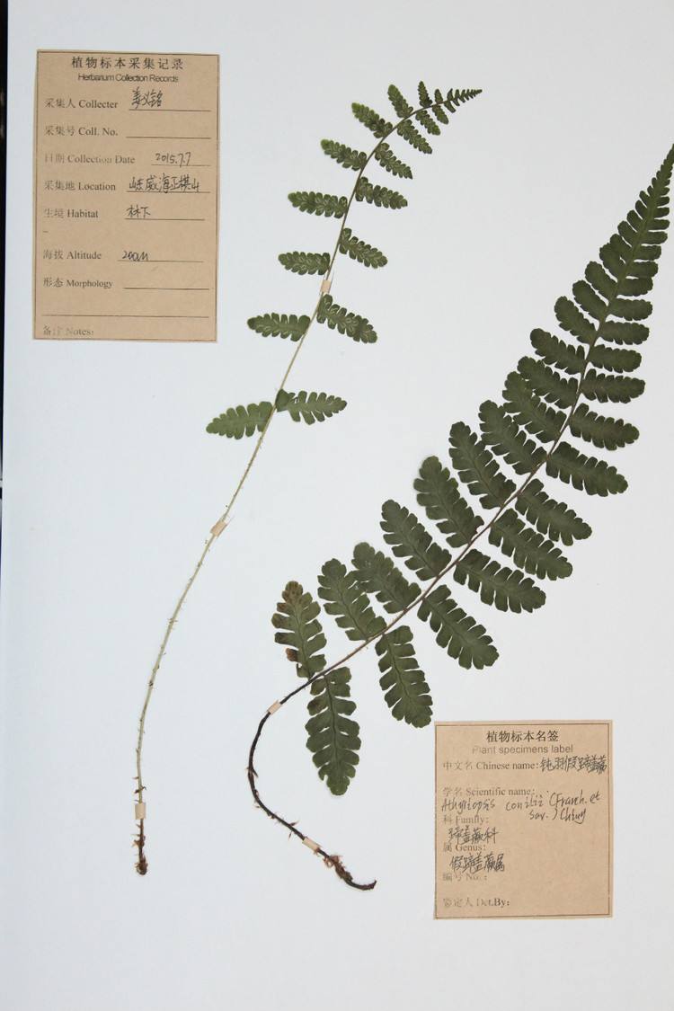 ching)是 a target="_blank" href="/item/蹄盖蕨科/1965645" data