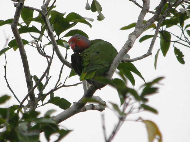  p>红颊鹦鹉(学名:geoffroyus geoffroyi)体长约21厘米,体重135～180