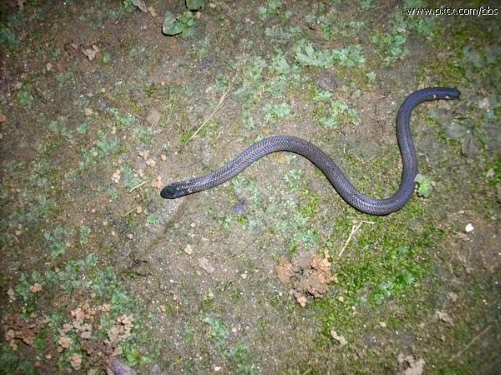  p>钝尾两头蛇(学名:calamaria septentrionalis)是游蛇科两头蛇属的