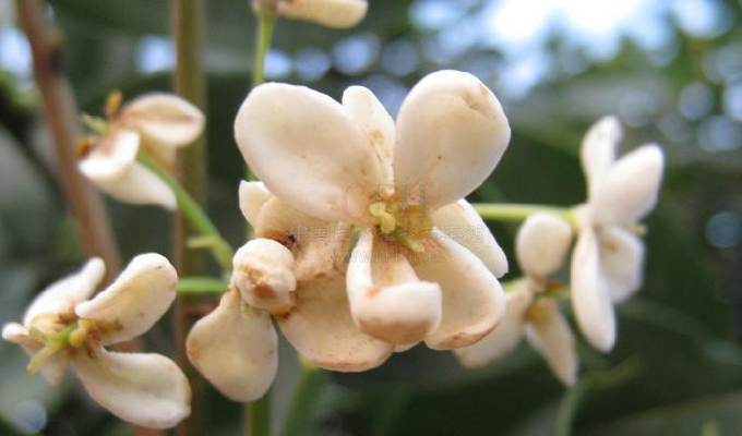 osmanthus × fortunei carr.
