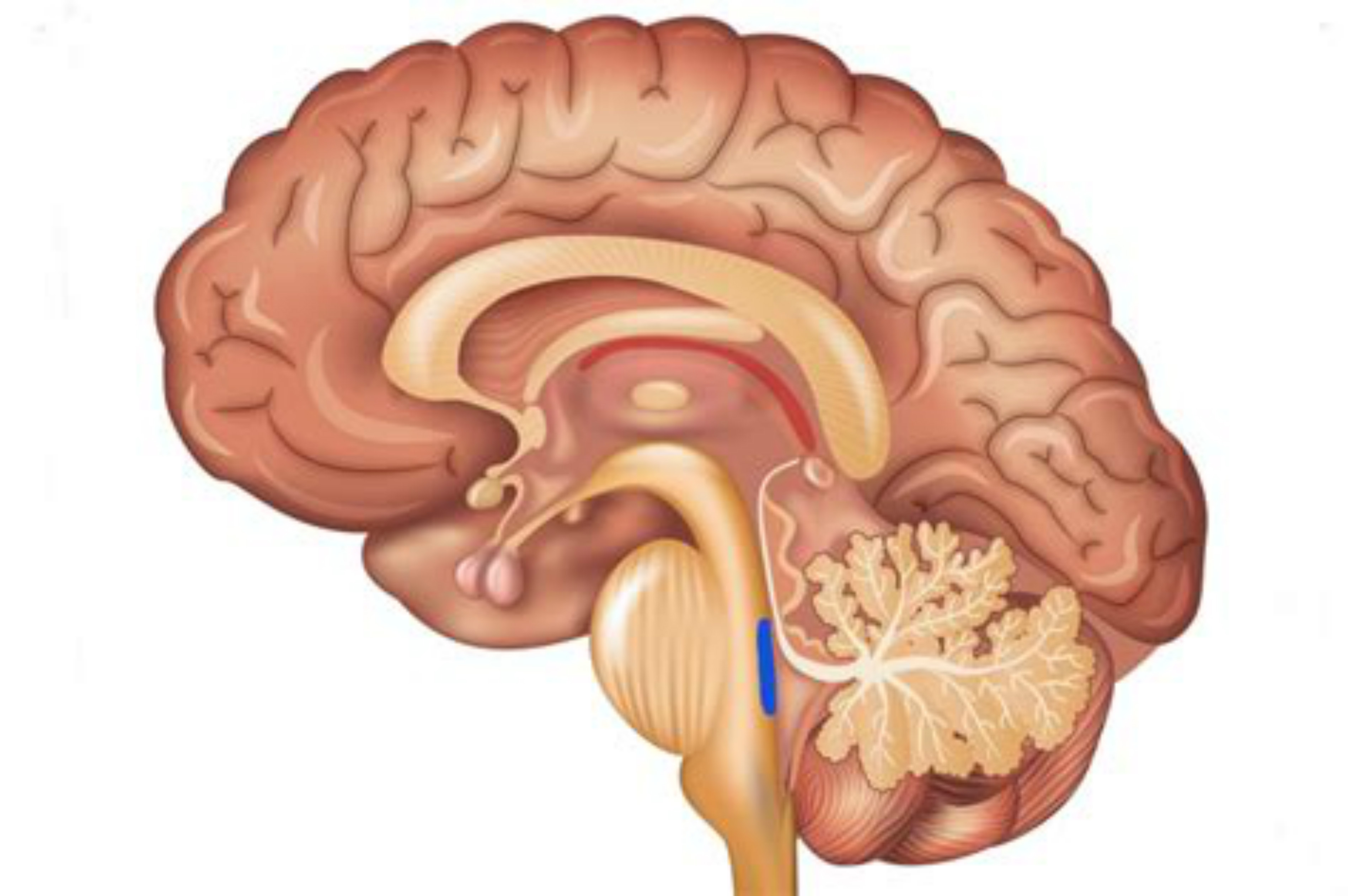  p>蓝斑核(locus coeruleus),简称蓝斑,亦称青斑核,是位于 a href="#"