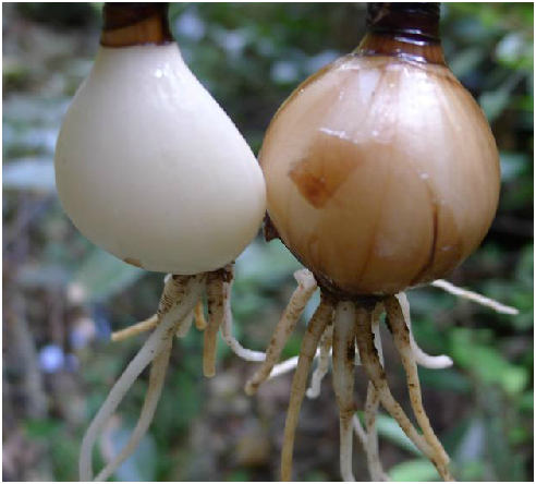 p>石蒜,中药名.为石蒜科植物石蒜 i>lycoris radiata/i(l'her.