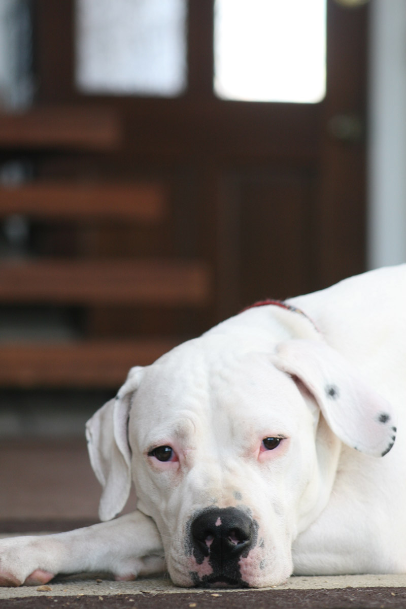  p>阿根廷犬是南美洲培育出来的少数品种之一.