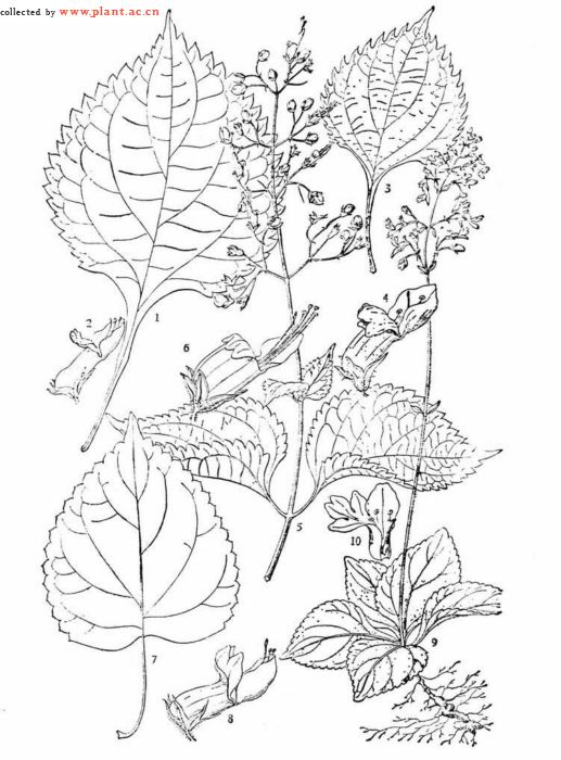 茎四棱形,具沟,有条纹,密被灰白色下曲微柔毛及乳突状糙伏毛,节间短