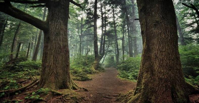  p>科米原始森林位于俄罗斯乌拉尔山麓,面积32800平方千米,是欧洲现存