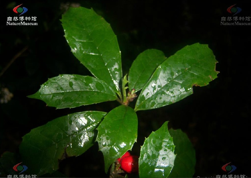  p>桃叶珊瑚( i>aucuba chinensis /i> benth.