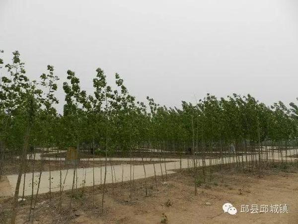 段寨村抖音=老挝媳妇中国老公抖音