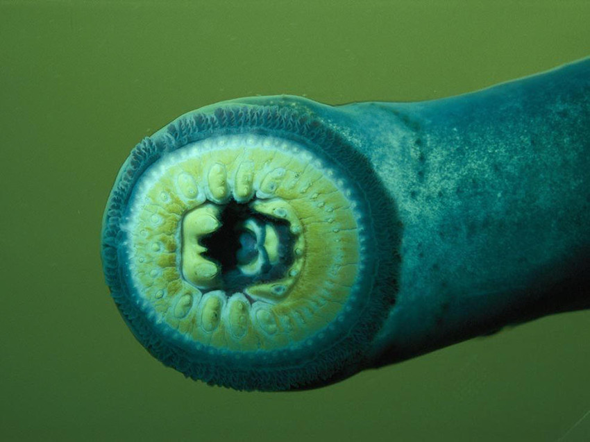  p>东北七鳃鳗,别名七星子.