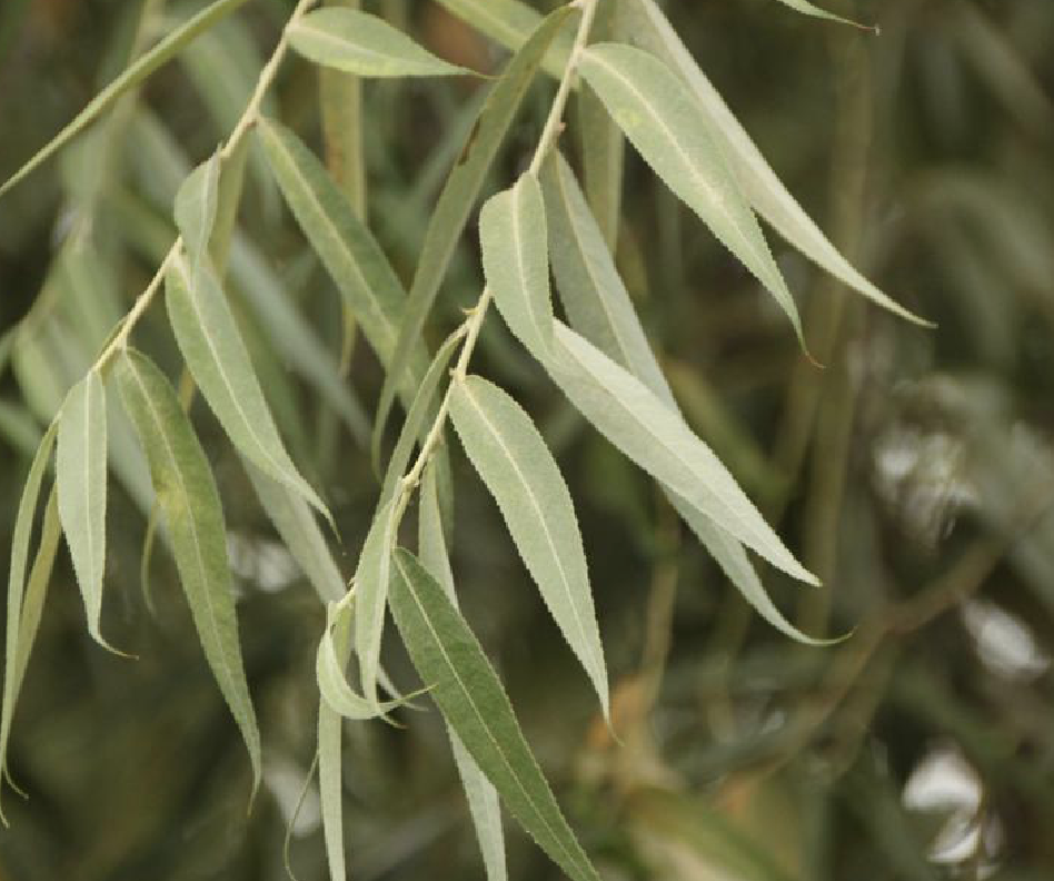  p>馒头柳(学名: i>salix matsudana /i> var.  i>matsudana /i> f.