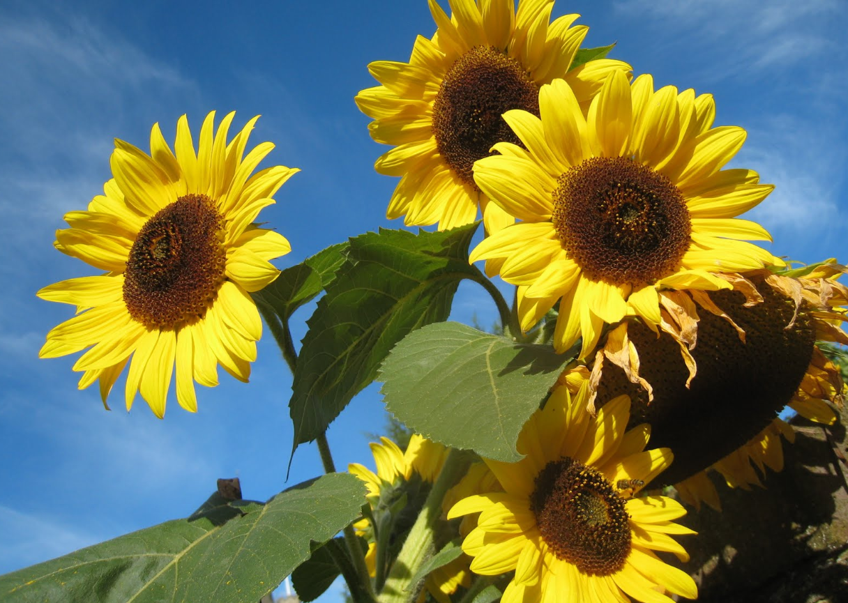  p>向日葵(学名: i>helianthus annuus /i> l.