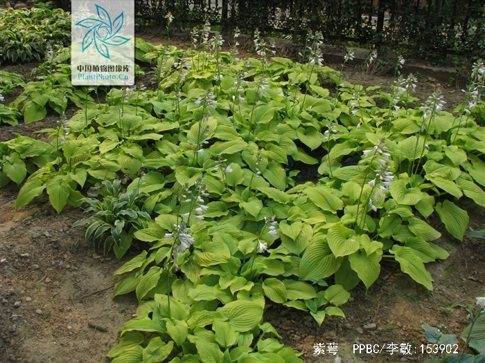  p>紫萼(学名: i>hosta ventricosa /i> (salisb.