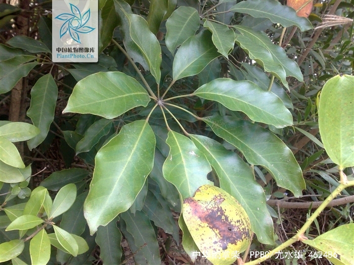  p>中华鹅掌柴(拉丁学名:schefflera chinensis (dunn) li),为 a>伞形