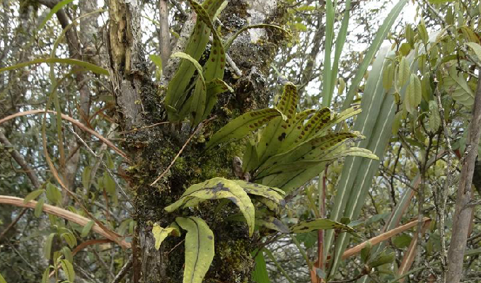  p>瓦韦属是附生蕨类.根状茎粗壮,横走,密被鳞片. /p>