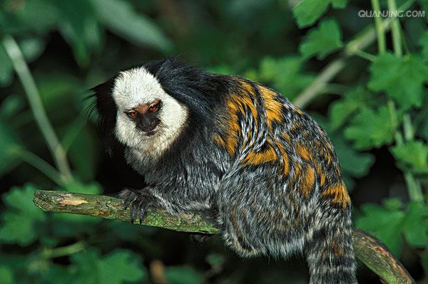  p>狨猴是体型较小的非人灵长类动物,源于巴西东北部,濒临大西洋的