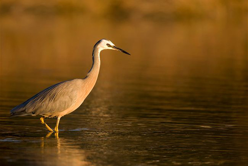egretta novaehollandiae