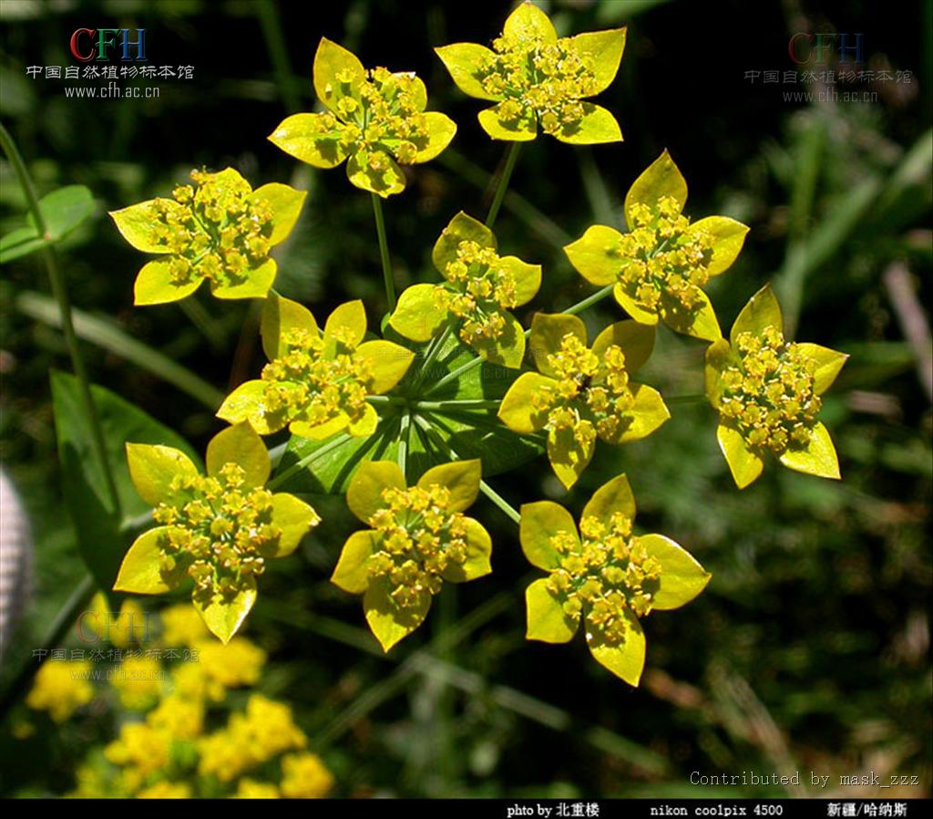  p>伞形花序,是 a href="#" data-lemmaid="1381367">无限花序 /a>的