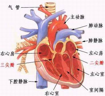  p>频发房性早搏,见于二尖瓣病变, a href="#" data-lemmaid="1122325