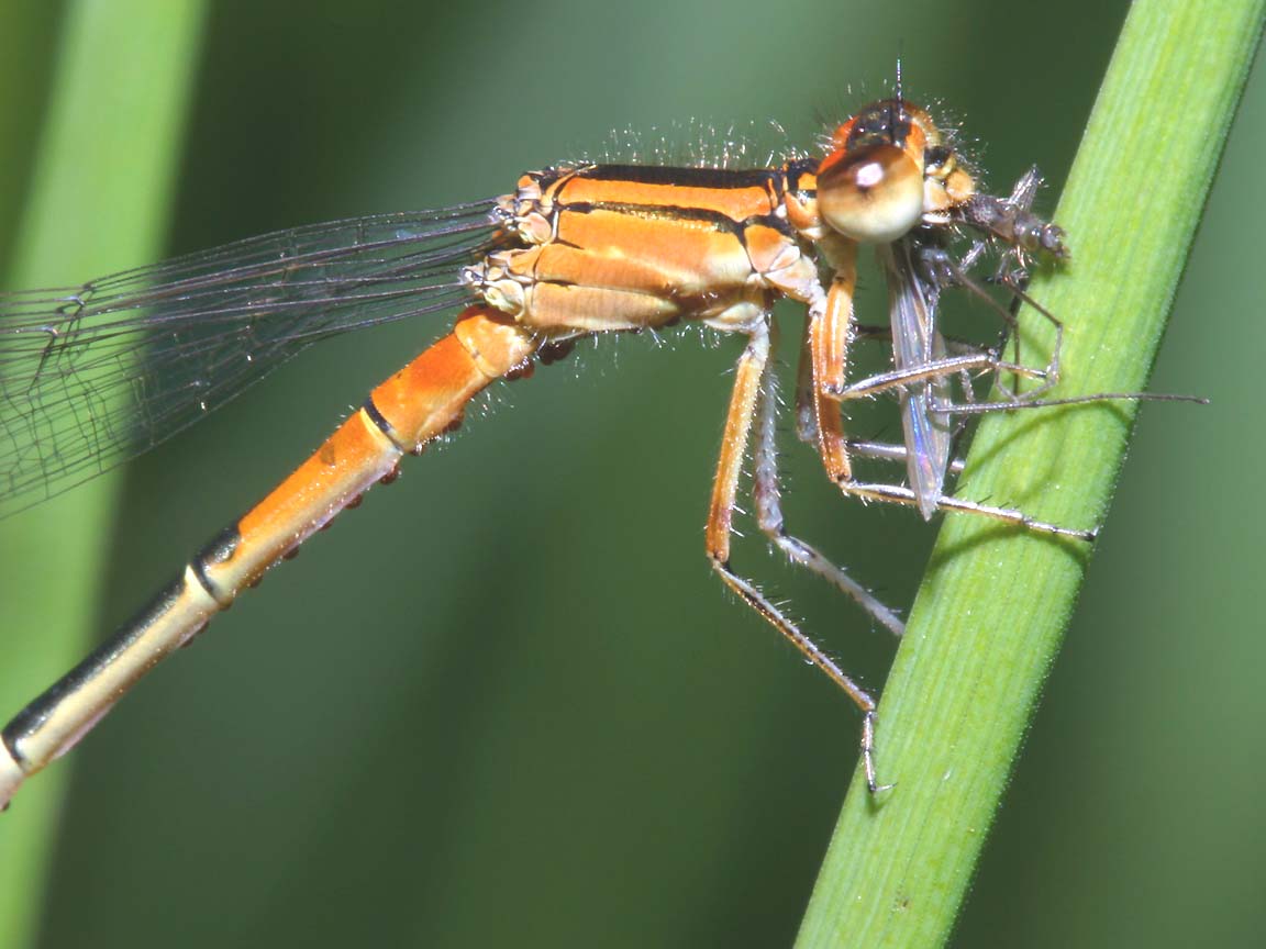 href="#" data-lemmaid="1622398">节肢动物门 /a>, a href="#" data