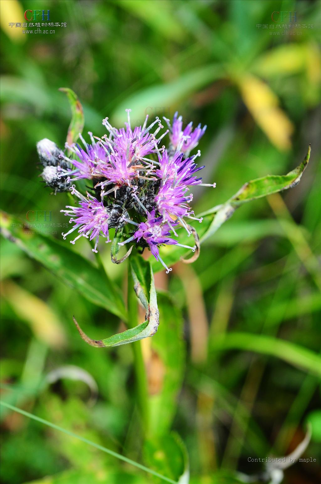 是菊科风毛菊属草本植物;茎无翼,稀有翼,疏被柔毛及金黄色腺点;基生