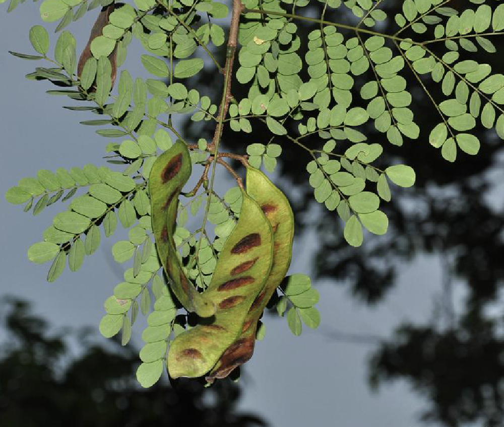  p>黄豆树(学名: i>albizia procera  /i>(roxb.) benth.